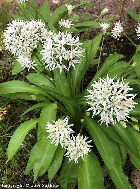 Allium ursinum, karhunlaukka